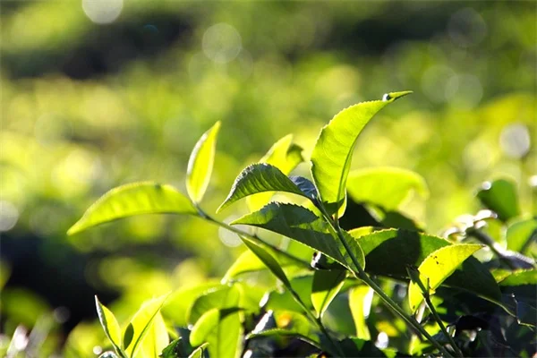 牡丹の移植は秋が正解！成功率を上げる正しい時期と方法